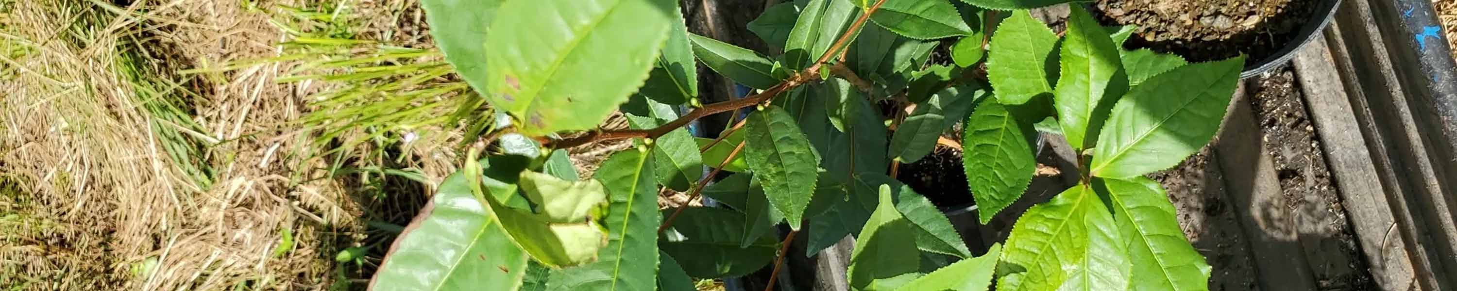 Camellia Tea