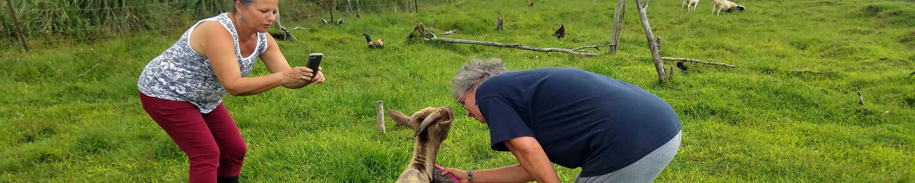 Visitors enjoying some goat love