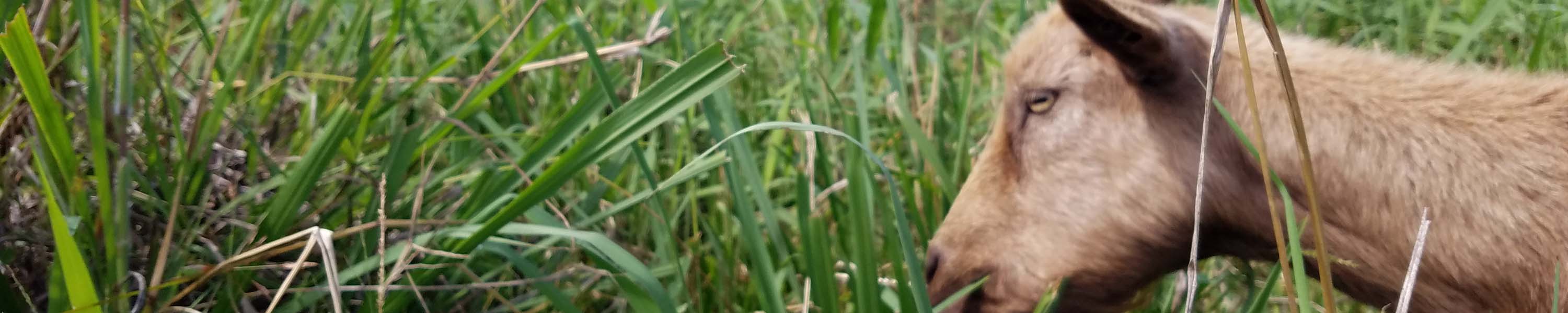 Daisy enjoying some grass