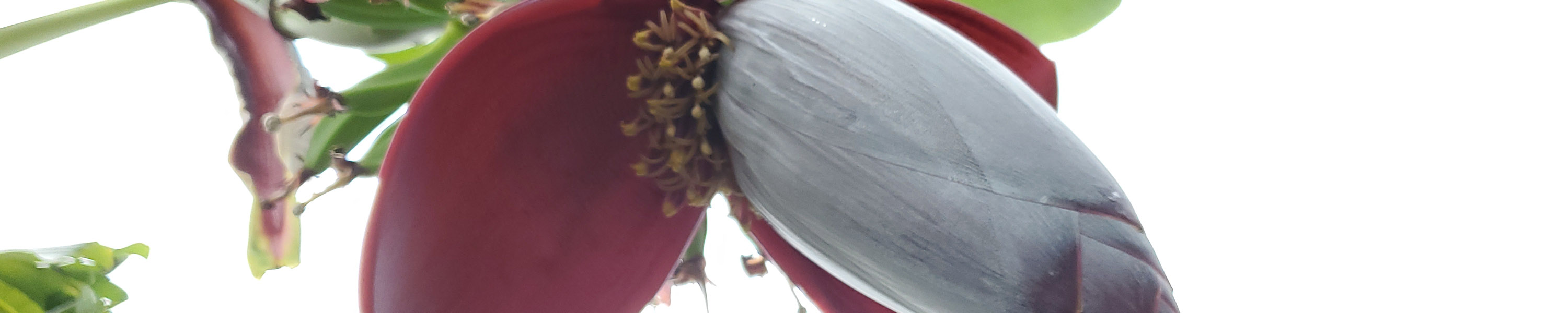 Delicioso varietal of banana