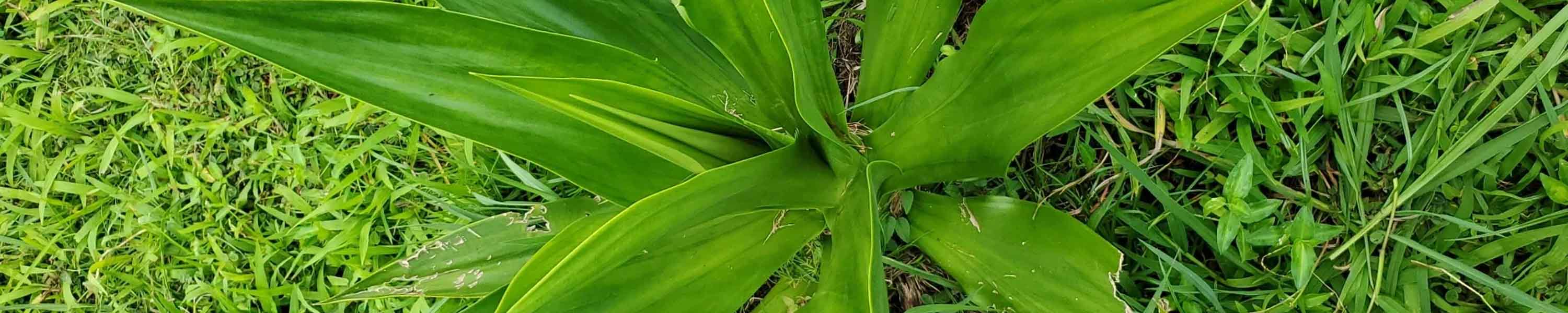 Giant Cabuya
