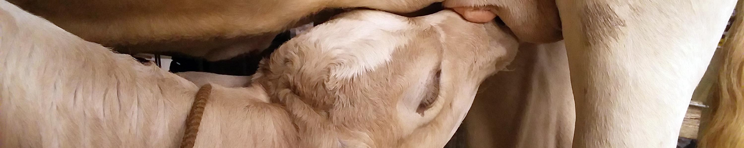 Kaukani nursing from Olena