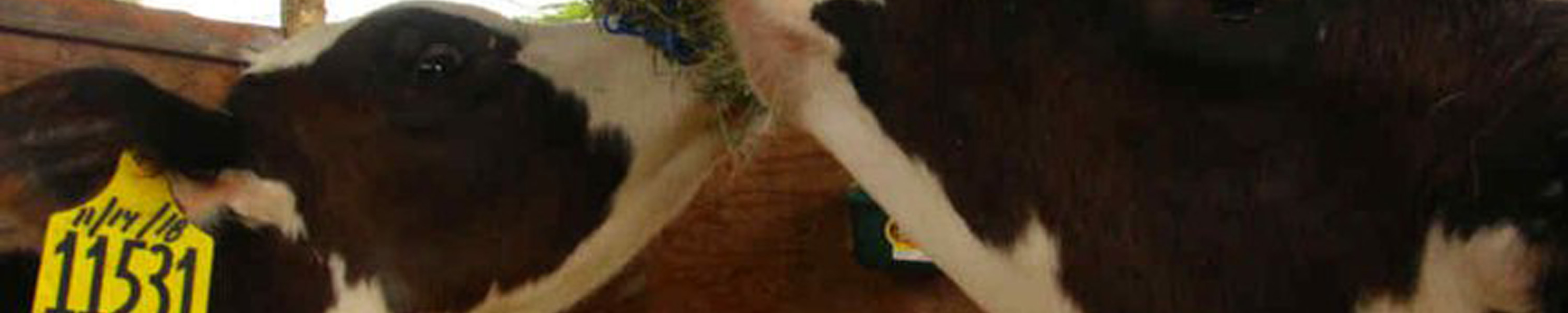 Maria eating alfalfa from a hay bag