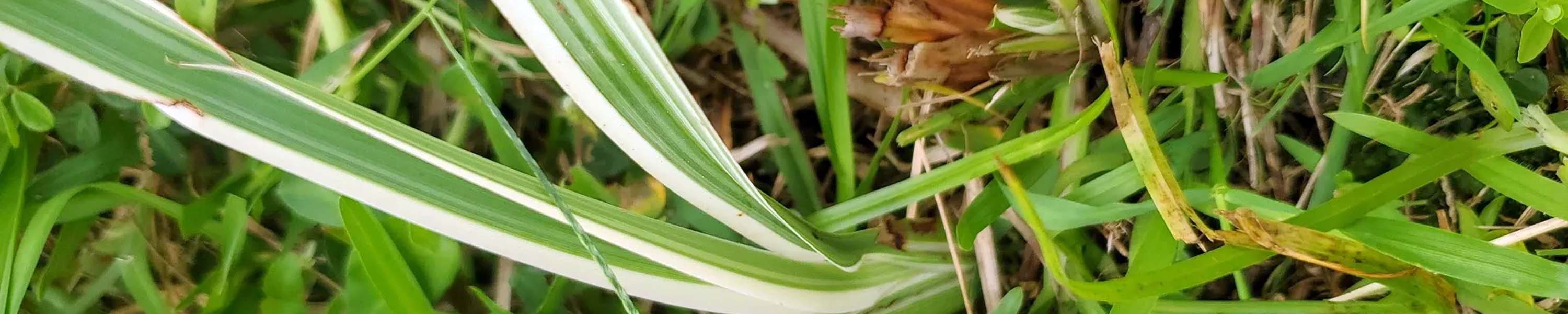 Spider Plant