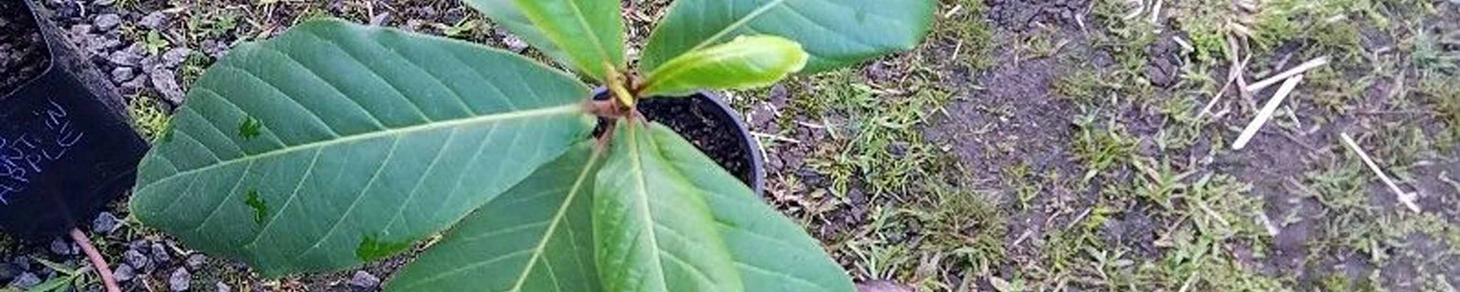 Tropical almond