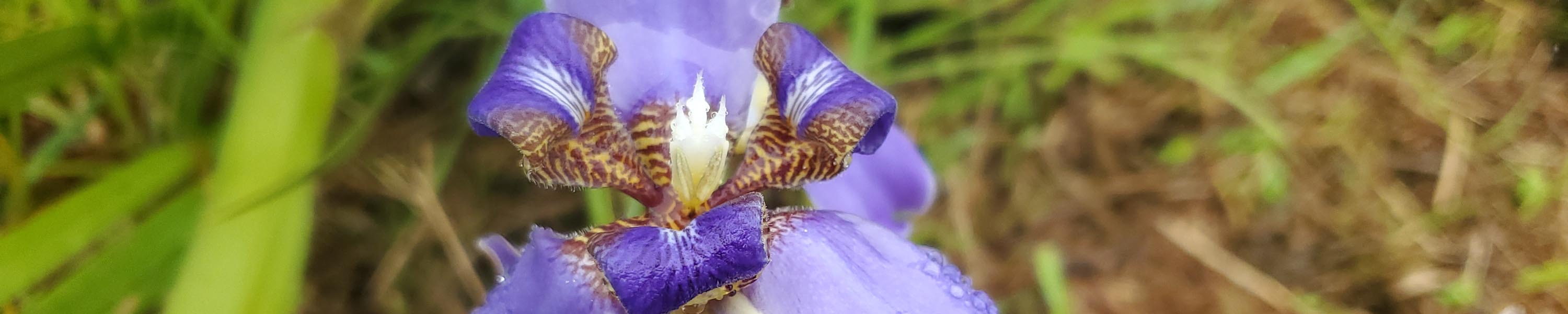 Yellow Flag Iris