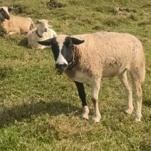 Caleb, just moments before running to us for some food