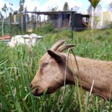 Daisy enjoying some grass