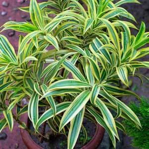 Dracaena Fragrans "Lemon Lime"