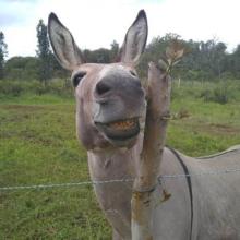 Eddie checking out some new growth on guava posts