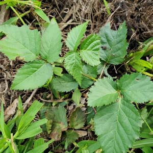 Elmleaf Blackberry
