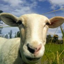 Eve enjoying the sun on her face and the grass in her mouth
