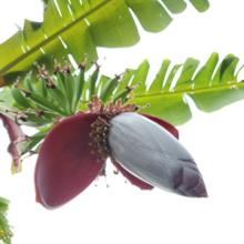 Delicioso varietal of banana