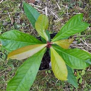 Java Apple