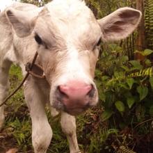 Kaukani nursing from Olena