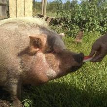 Laverne enjoying some watermelon