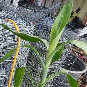 Lucky bamboo