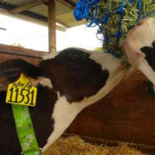 Maria eating alfalfa from a hay bag
