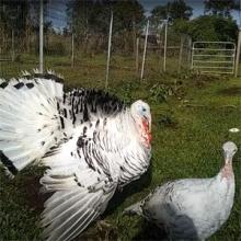 Milo trying to impress Venus