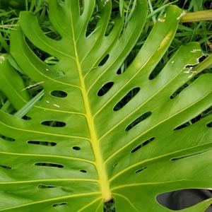 Monstera