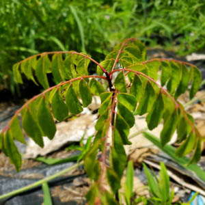 Neem Tree