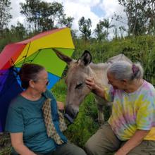 Visitors enjoying some donkey love