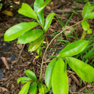 Soursop