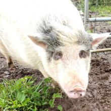 Stitch coming for food