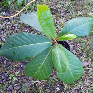 Tropical almond