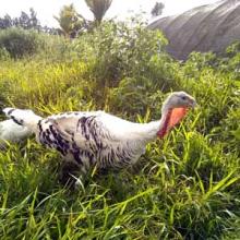 Venus exploring the brush
