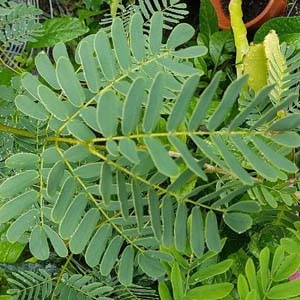 White Tamarind